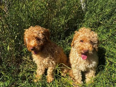 Beautiful Poodle puppies for sale in Kilkenny