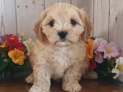 Vet checked, Child Friendly Cavachon puppies in Limerick