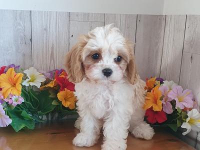 Vet checked, Child Friendly Cavachon puppies in Limerick