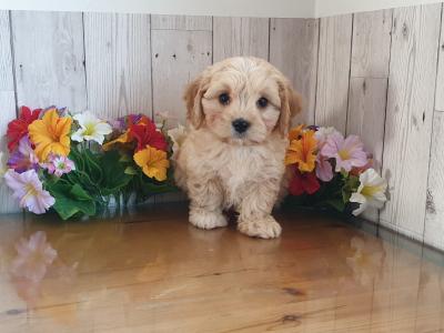 Vet checked, Child Friendly Cavachon puppies in Limerick