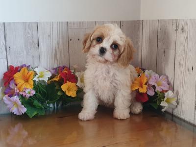 Vet checked, Child Friendly Cavachon puppies in Limerick