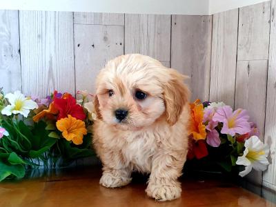 Vet checked, Child Friendly Cavachon puppies in Limerick