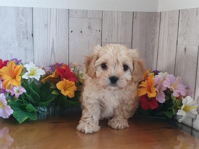 Vet checked, Child Friendly Cavachon puppies in Limerick