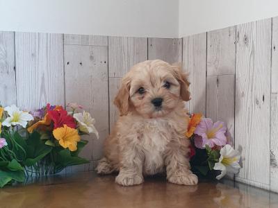 Vet checked, Child Friendly Cavachon puppies in Limerick