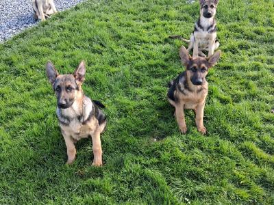 2 German Shepherd puppies in Donegal
