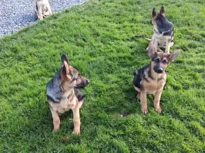 2 German Shepherd puppies in Donegal