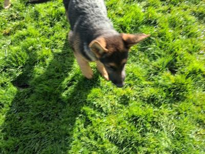 2 German Shepherd puppies in Donegal