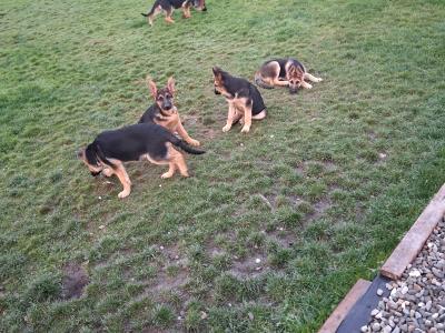 2 German Shepherd puppies in Donegal