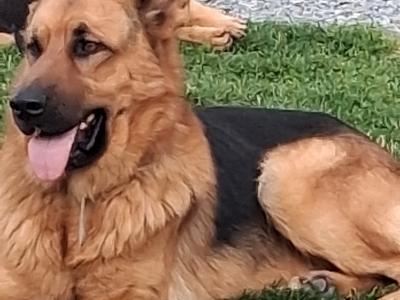 2 German Shepherd puppies in Donegal