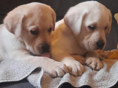 Labrador