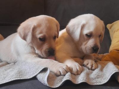 Labrador puppies in Offaly