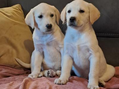 Labrador