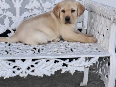 Labrador