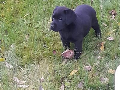 Labrador