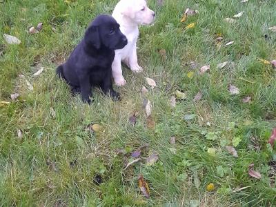 Labrador