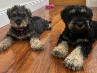Beautiful miniature Schnauzer puppies 🐾