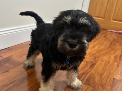 Beautiful miniature Schnauzer puppies 🐾