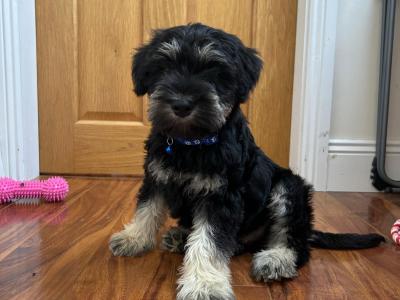 Beautiful miniature Schnauzer puppies 🐾