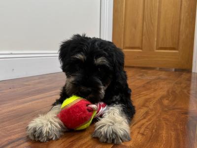 Beautiful miniature Schnauzer puppies 🐾