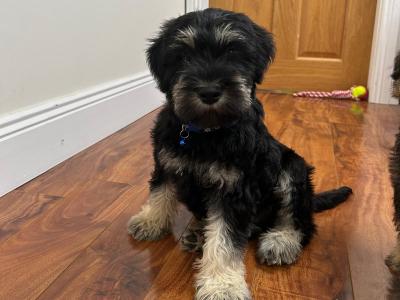 Beautiful miniature Schnauzer puppies 🐾