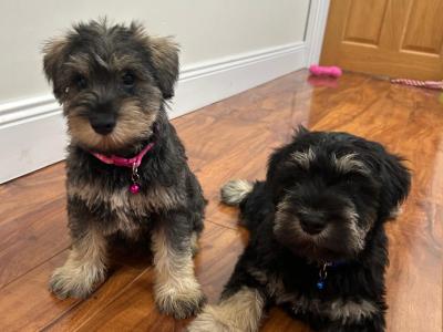 Beautiful miniature Schnauzer puppies 🐾
