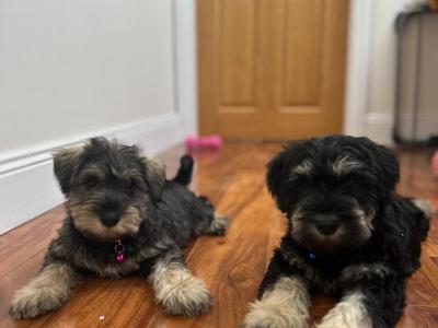 Beautiful miniature Schnauzer puppies 🐾