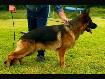 Current Best of Breed National Champion Elite German Shepherd puppies.Parents Hip Scored