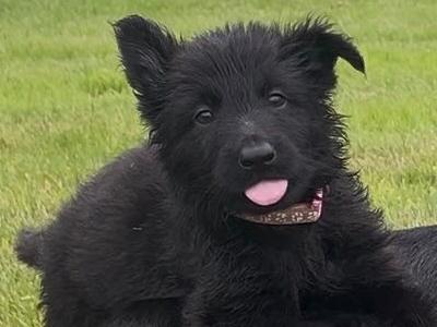 Current Best of Breed National Champion Elite German Shepherd puppies.Parents Hip Scored