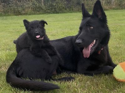 Irish Champion German Shepherd puppies in Tipperary