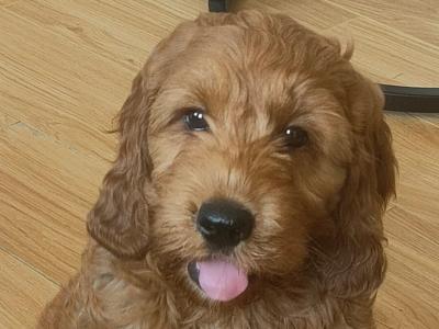 Miniature Cockapoo puppies in Galway