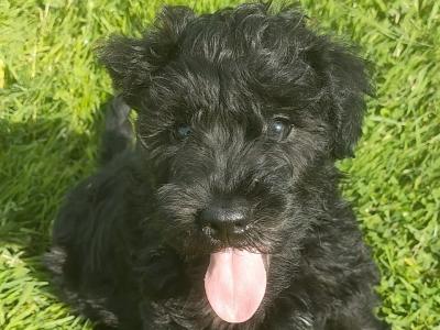 Male Miniature Schnoodle puppy in Galway