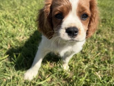 King Charles Puppies