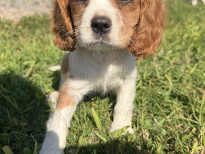 King Charles Puppies