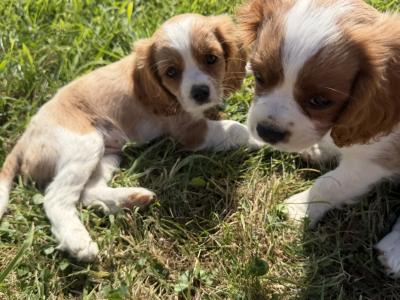 King Charles Puppies