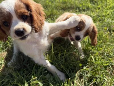 King Charles Puppies
