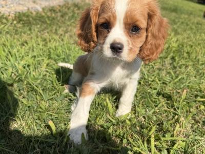 King Charles Puppies