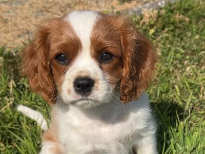 King Charles Puppies