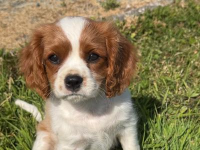 Cavalier King Charles puppies in Limerick