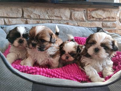 IKC Registered (pending) Shih Tzu puppies in Cork