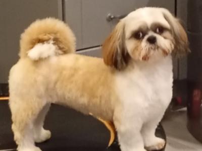 IKC Registered (pending) Shih Tzu puppies in Cork