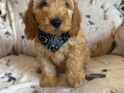 Adorable Cockapoo puppies in Carlow