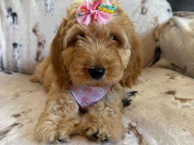 Adorable Cockapoo puppies in Carlow