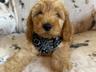 Adorable Cockapoo puppies in Carlow