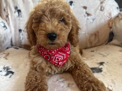 Adorable Cockapoo puppies in Carlow