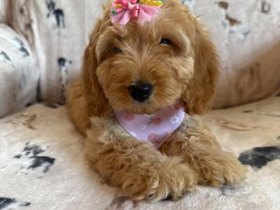Adorable Cockapoo puppies in Carlow