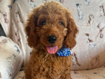 Adorable Cockapoo puppies in Carlow