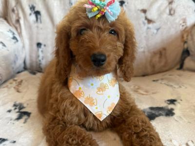 Adorable Cockapoo puppies in Carlow
