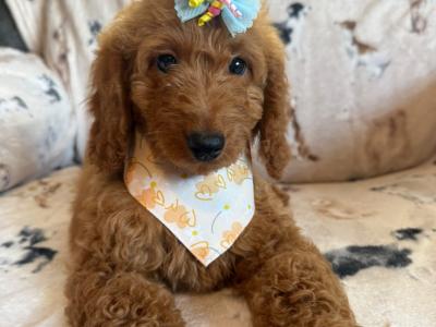 Adorable Cockapoo puppies in Carlow