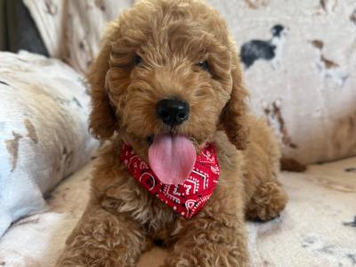 Adorable Cockapoo puppies in Carlow