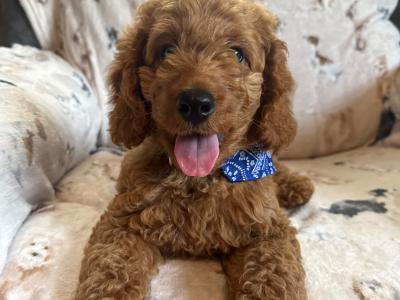 Adorable Cockapoo puppies in Carlow